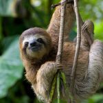 🦥 Los animales más lentos del mundo y cómo su lentitud los hace sobrevivir