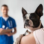 🐾 ¿Estás considerando castrar a tu perro? Aquí te dejamos una guía práctica para tomar una decisión informada. 🐶