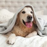🐶🛏️ ¿Es necesario tapar a los perros para dormir? Todo lo que debes saber